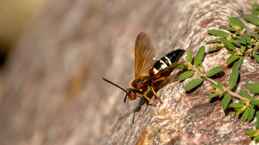 Cicada killer wasp