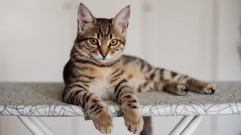 Bengal cat
