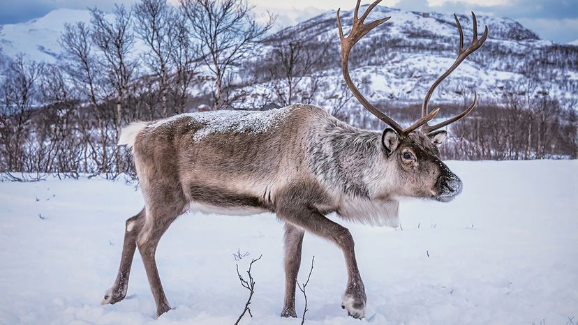 Reindeer