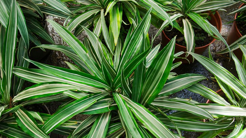 Green plants with long, pointed leaves and light green stripes