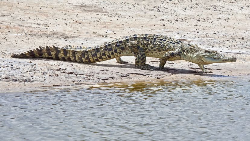 sand-colored crocodile walking to river's edge