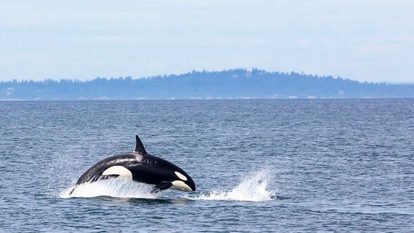 killer whale