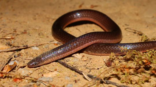 It's Easy to Mistake a Worm Snake for an Earthworm