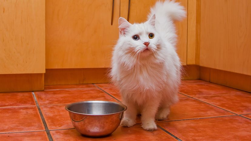 Ragamuffin cat