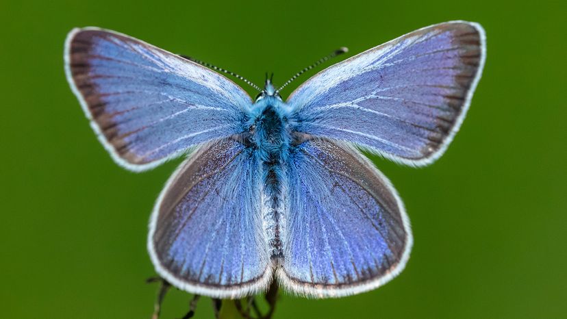 Green-underside blue
