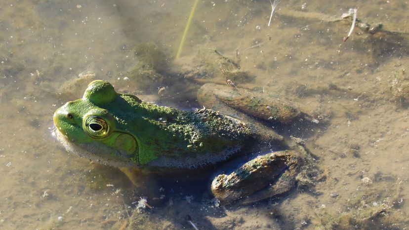 American bullfrog
