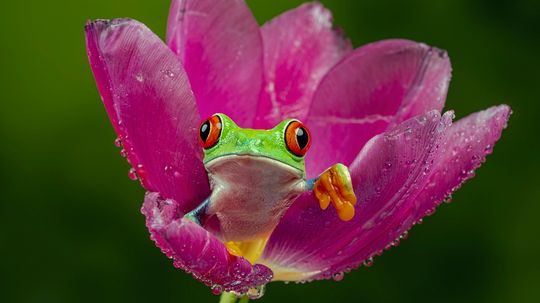 Frog Anatomy: A Simple Breakdown of How Frog Bodies Work
