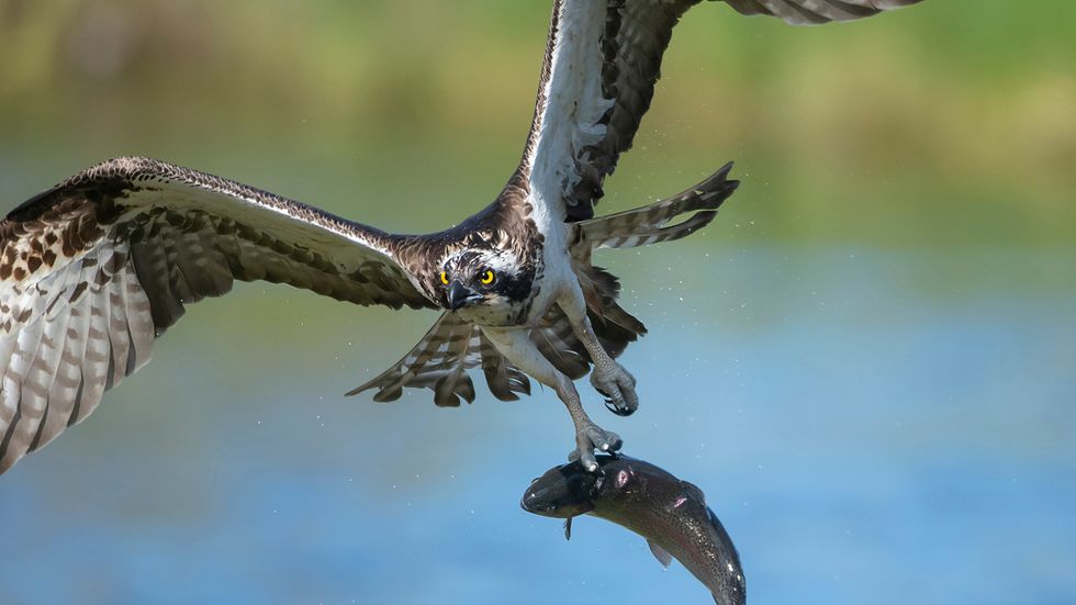 Osprey vs. Eagle: Distinguishing Between Birds of Prey