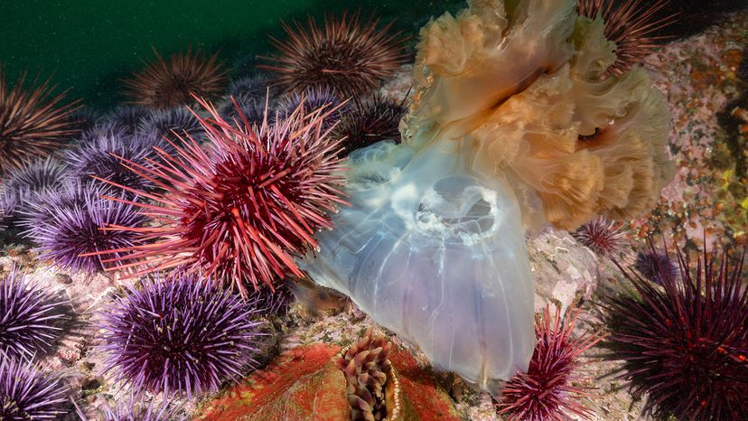 jellyfish trapped in sea urchin spikes