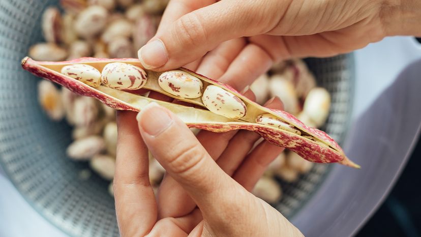 Cranberry Beans