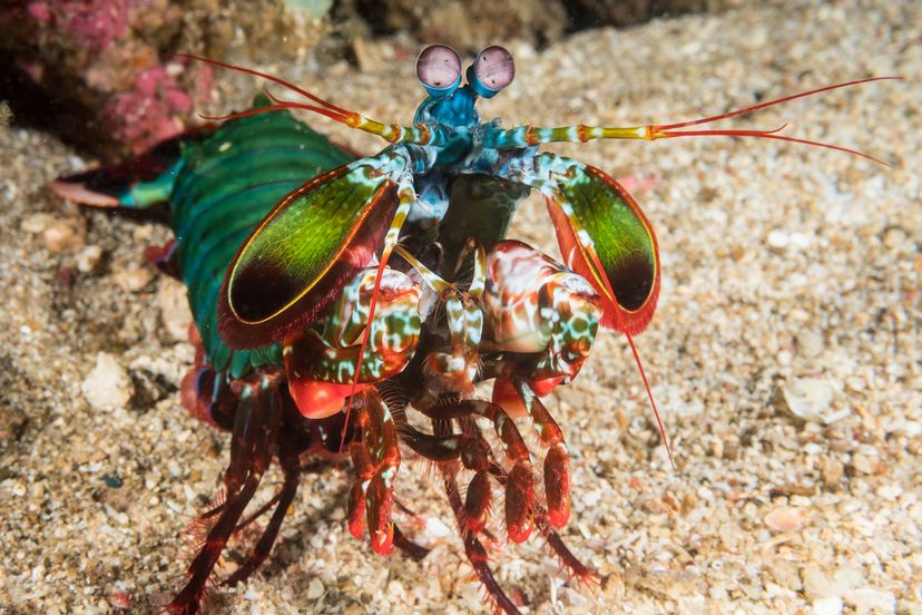 Peacock mantis shrimp