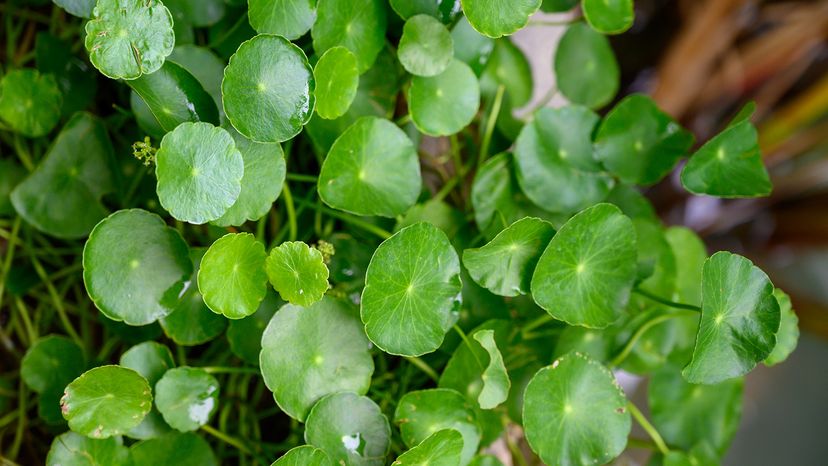 Chinese money plant