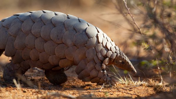 A pangolin roaming the bush for food.