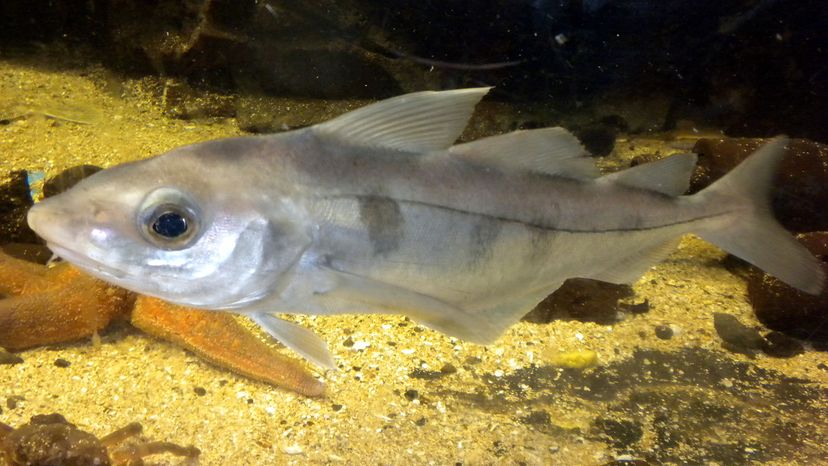 Haddock