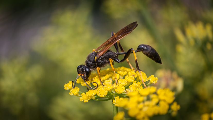 Mud dauber