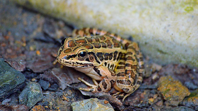 Pickerel Frog