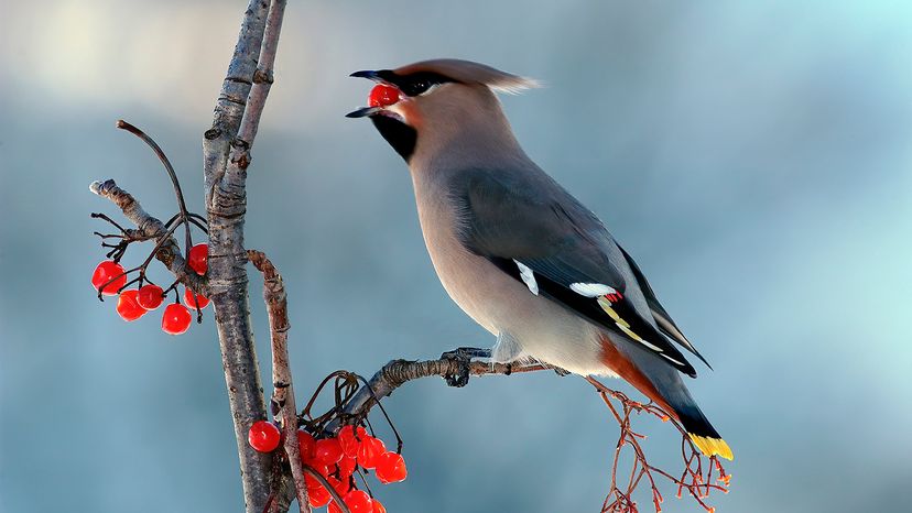 Bohemian Waxwing