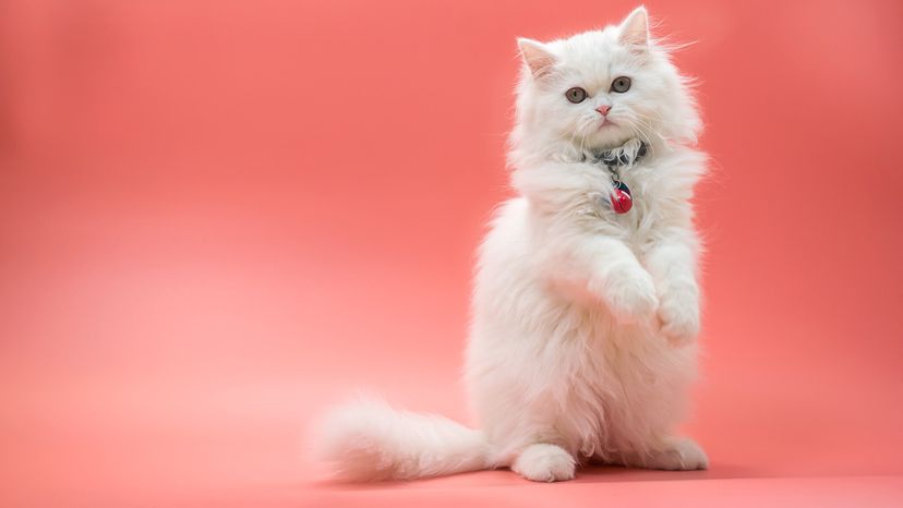 Gato persa