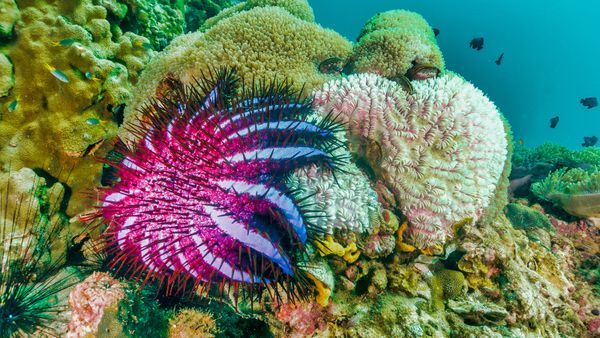 Fuchsia starfish with spines like a sea anemone and a dozen legs