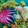 10 Starfish Species You've Probably Never Seen Before