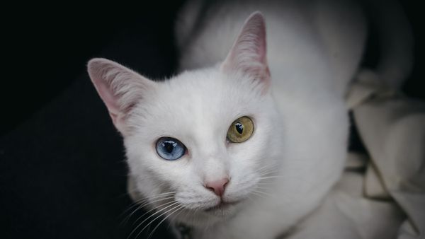 10 White Cat Breeds to Shed on Your Favorite Black Sweater