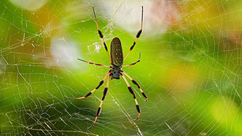 golden silk orb-weaver
