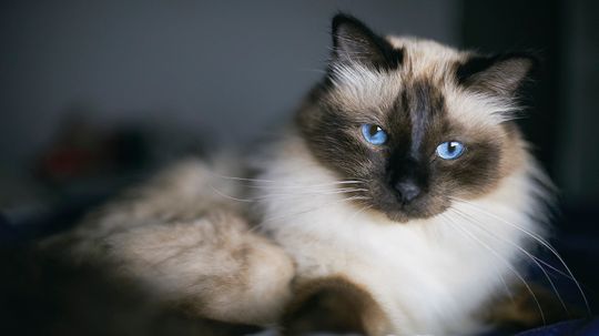 The Birman Cat Survived Near Extinction
