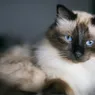 The Birman Cat Survived Near Extinction