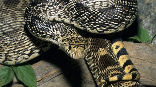 The Bull Snake Is All Bark and No (Venomous) Bite