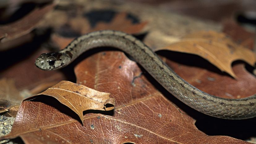 Texas brown snake