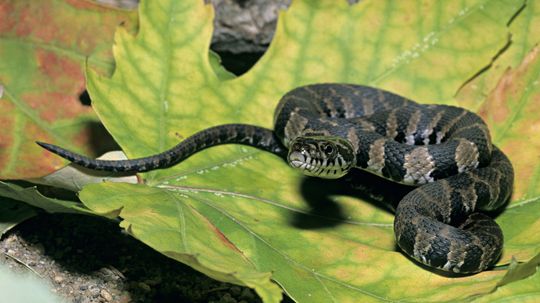 What Kind of Water Snake Do You Spy in Your Local Pond?