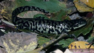 Tiger salamander