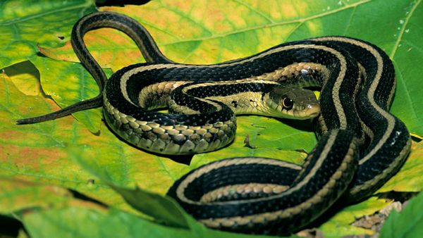 Why the Garter Snake Is Your Garden's Best Friend