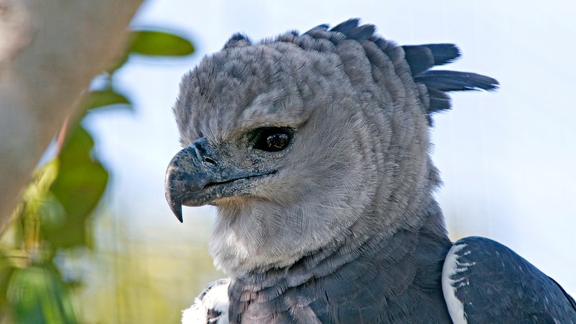 Harpy Eagle