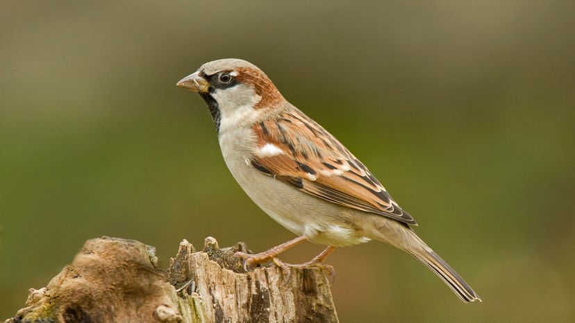 House sparrow