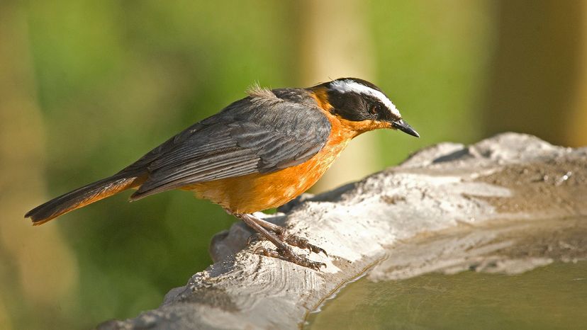 white-browed robin-chat