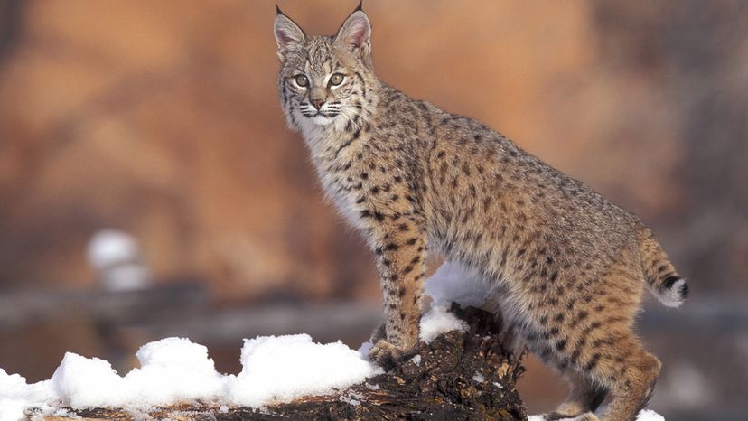 Bobcat