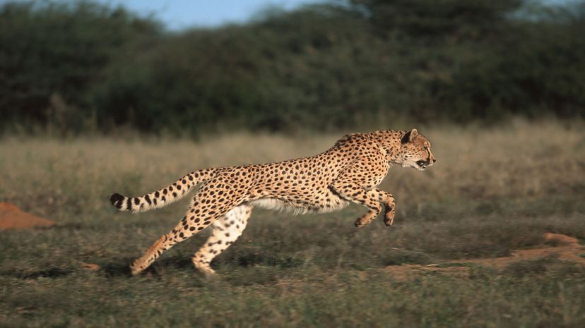 Cheetah