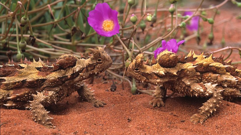 Thorny devils