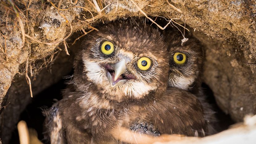 Burrowing owls