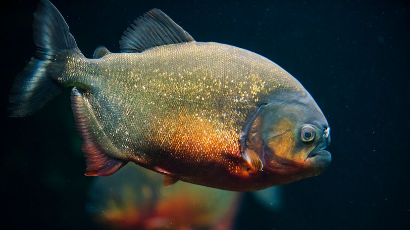 red bellied piranha