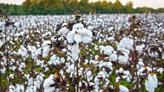 The Cotton Gin: Eli Whitney and the Impact on the U.S. Economy