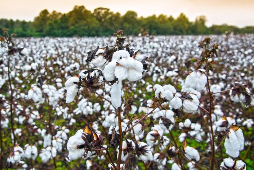Cotton farm in the lowlands of the state of Georgia