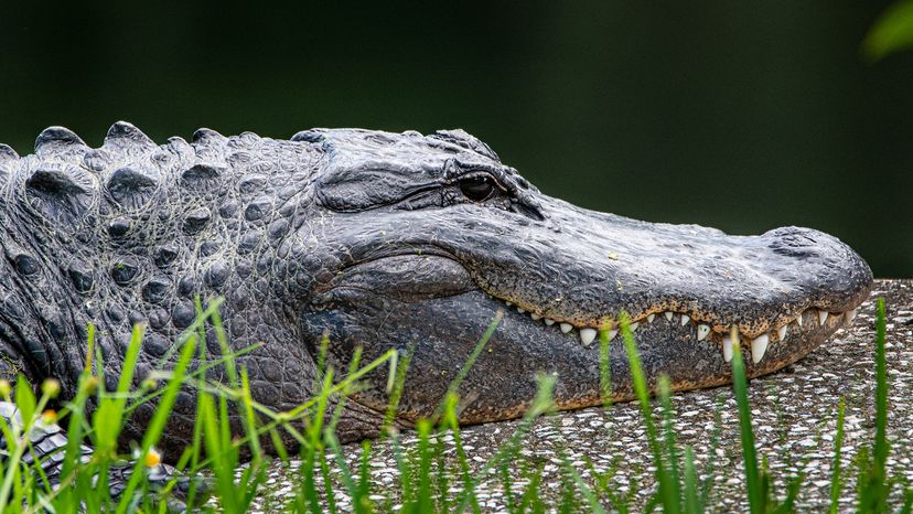 Profile of an alligator with jaws shut