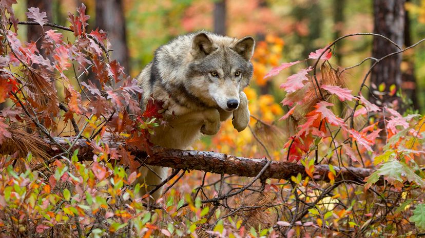 Gray Wolf jumping over log in autumn