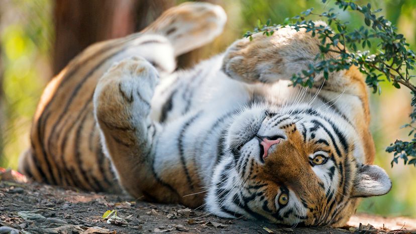 A young tigress in a funny and comfortable position, on her back