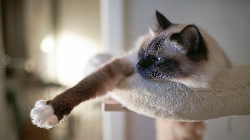 Birman cat