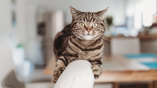 The Brown Tabby Cat Is Super Common but Not an Actual Breed