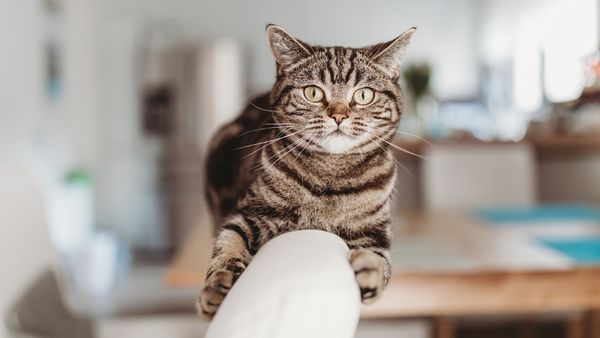 The Brown Tabby Cat Is Super Common but Not an Actual Breed