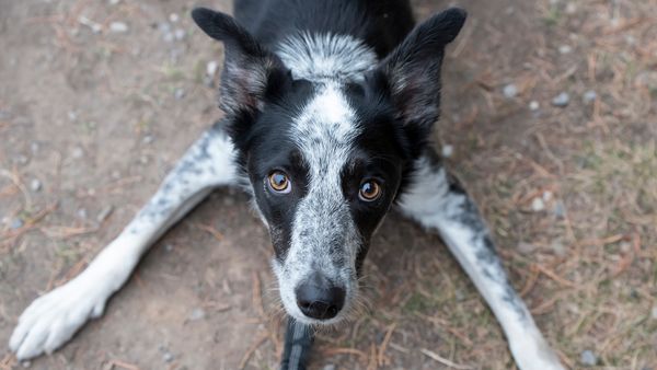 Every Border Heeler Needs a Job to Stay Out of Trouble
